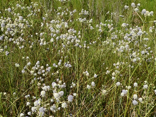 {Eryngium integrifolium}